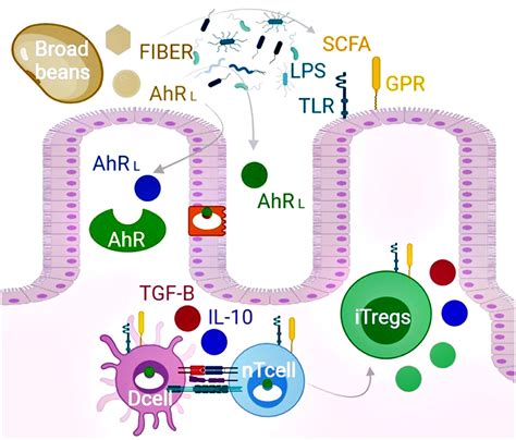 Frontiers Phytochemicals From Vicia Faba Beans As Ligands Of The Aryl