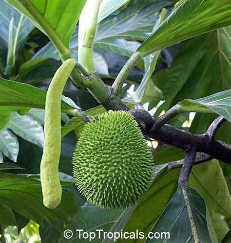 Artocarpus Camansi Alchetron The Free Social Encyclopedia