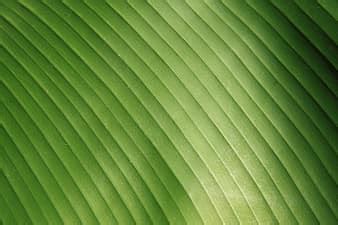 Sheet Green Structure Detail Macro Plant Texture Background Pikist