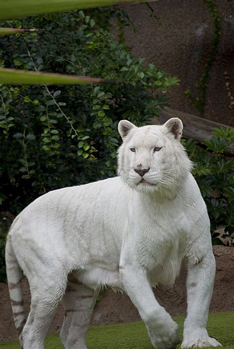 Tigre Blanco (White Tiger) | Albino animals, White tiger, Cute animals