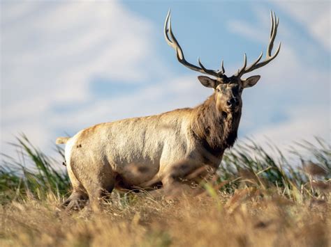 Scottish Elk