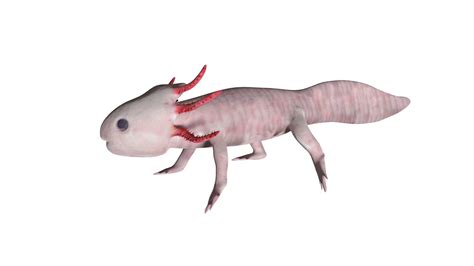 Axolotl 3D Model