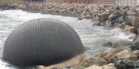 Whale Explosion Fears Grip Canadian Town As Huge Rotting Corpse Washes