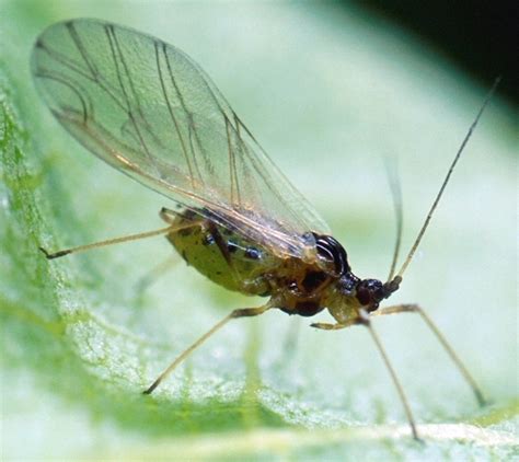 Green Peach Aphid | Oklahoma State University