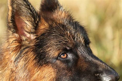 7 Shocking Reasons Behind Your German Shepherd's Watery Eyes