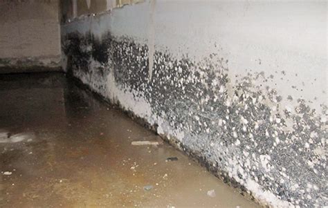 How To Detect Mold On Walls Orange Mold