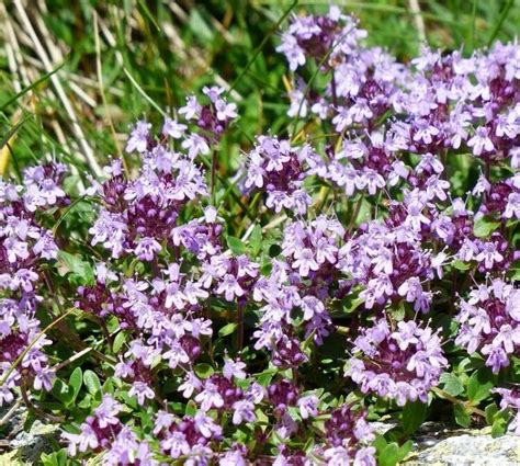 Is Creeping Thyme Safe For Dogs Is Creeping Thyme Toxic To Dogs