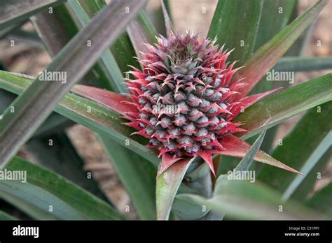 Flowering Pineapple Plants Farming In The Region Of Ben Saphan