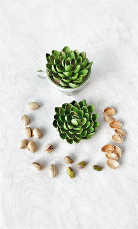 Pistachio Shell Succulent Craft Pistachio Shells Pista Shell Crafts