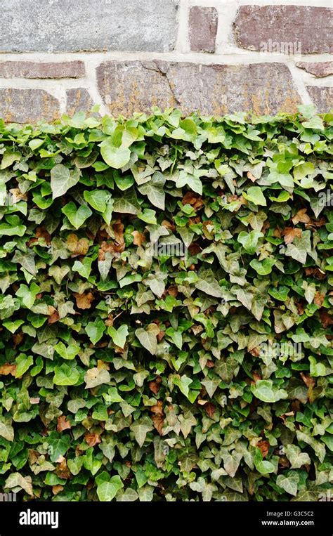 Ivy Covered Stone Wall Stock Photo Alamy