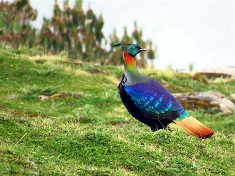 Birds Species Only Found In Nepal - OMG Nepal