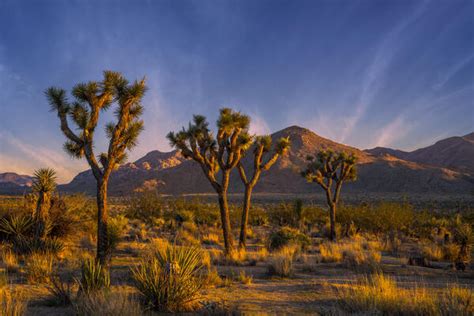 Joshua Tree Photography The Best Landscape Photo Locations Photos