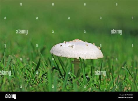 Hongos hi-res stock photography and images - Alamy