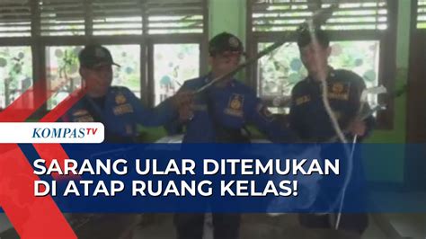 Video Sarang Ular Ditemukan Di Atap Ruang Kelas Di Jember Siswa