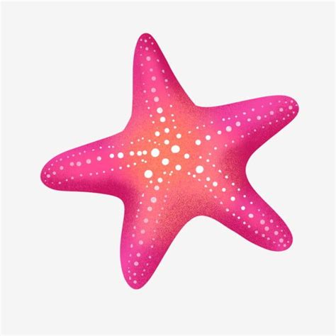 Red Starfish PNG Transparent A Rose Red Starfish Starfish Rose Red