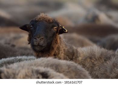 Karakul Sheep Photos, Images and Pictures