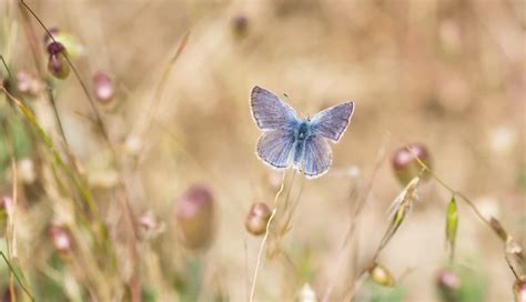 Extinction to Stewards: Learning from Xerces Blue | California Academy ...