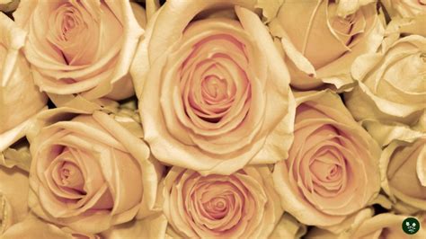 20 Rose Color Meanings Love And Relationships