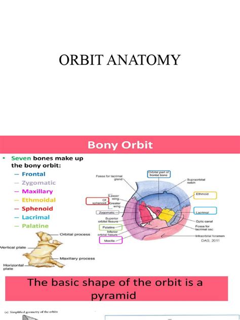Orbit Anatomy | PDF