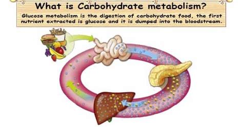 Carbohydrate Metabolism, Importance and Hormonal regulation of ...