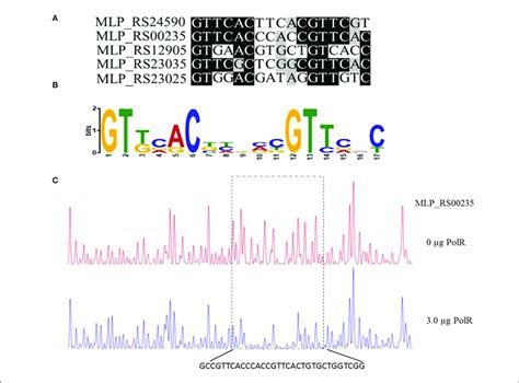 Determination Of The Polr Dna Binding Sequence A Alignment Of