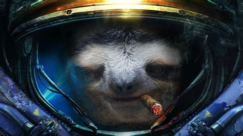 Sloth Wallpapers 4k Hd Sloth Backgrounds On Wallpaperbat