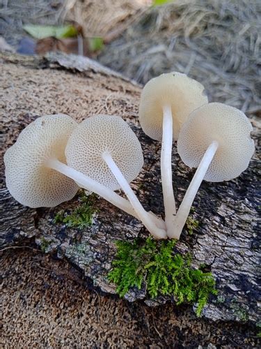 Filoboletus Gracilis Macrohongos De Cali Colombia NaturaLista