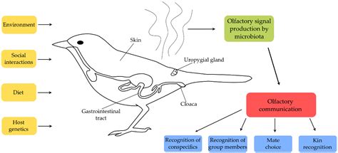 Genes Free Full Text Olfactory Communication Via Microbiota What