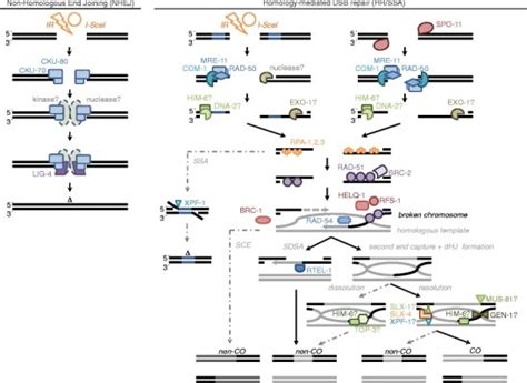 Schematic overview of DSB repair pathways in C. elegans. See text for ... 