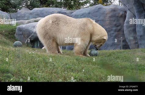 Polar Bear Grass Stock Videos And Footage Hd And 4k Video Clips Alamy