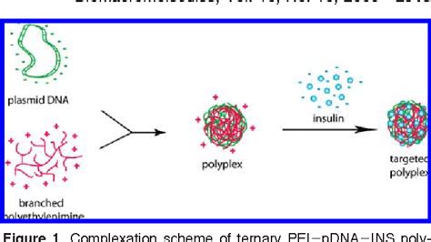 Figure From Self Assembly Of Ternary Insulin Polyethylenimine Pei