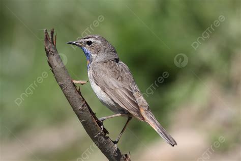 31 Luscinia Svecica Photos, Pictures And Background Images For Free ...