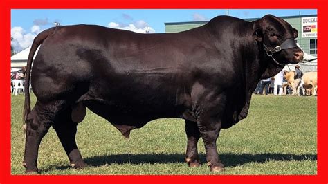 Raza Santa Gertrudis Y La Calidad De La Carne Ganado Bovino Carnico