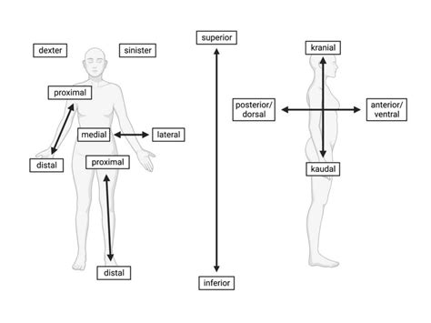 Richtungsbegriffe Diagram Quizlet