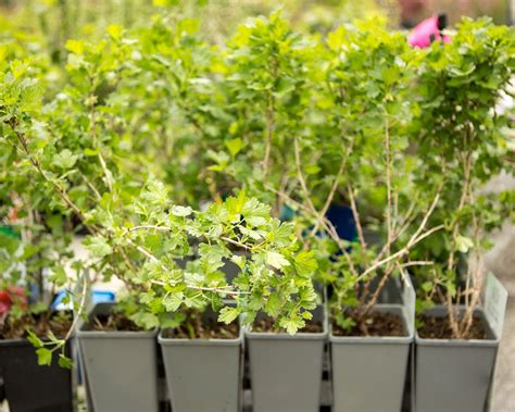 How to do gooseberry pruning for a big harvest | Gardeningetc