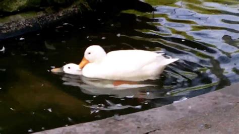 White Ducks Mating In Duck Pond Uk Water Birds Youtube