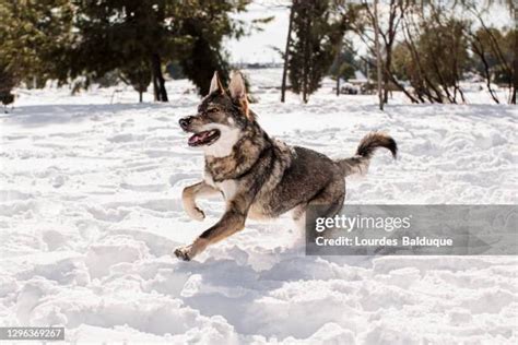 Snarling Wolf Photos and Premium High Res Pictures - Getty Images