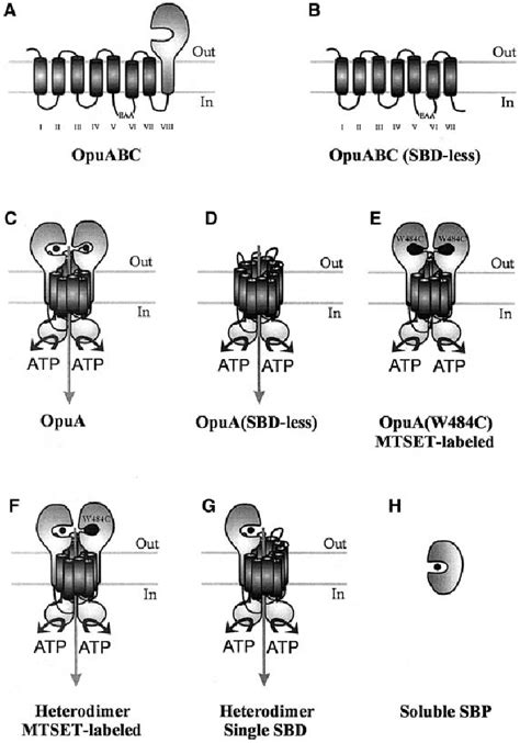 Schematic Representation Of The Different Proteins Complexes Used