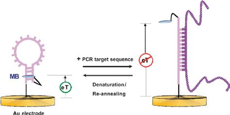 Electrochemical Dna Based Pcr Sensor Fabricated By Self Assembly Of A Download Scientific