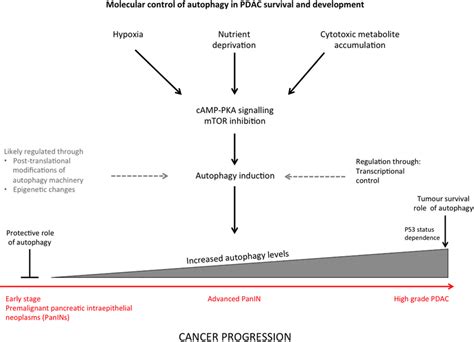 Diagram Indicating The Stimuli That Induce Autophagy In Pancreatic