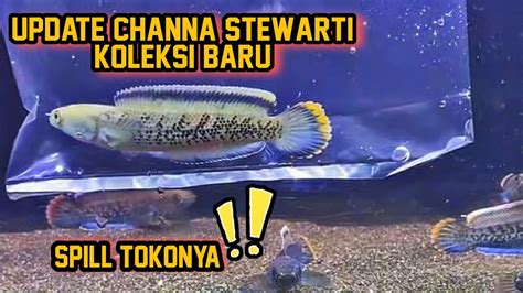 Update Channa Stewarti Koleksi Baru Spill Tokonya YouTube