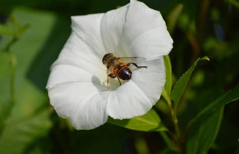 Winds Bee Pollination Free Photo On Pixabay Pixabay