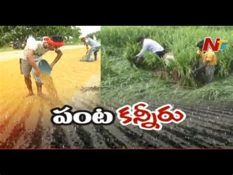 Farmers Face Huge Loss After Heavy Rains Damage Crops In Telangana