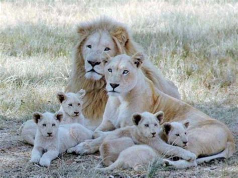 Lion And Safari Park Hartbeespoort Book Tickets Tours Getyourguide