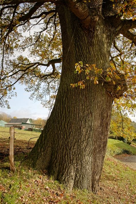 Roble común cerca de Hauptstraße Kraam Renania Palatinado Alemania