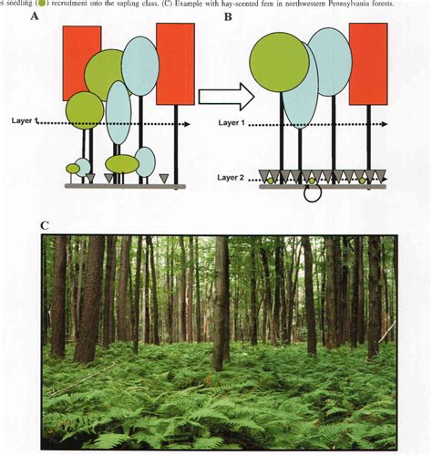 Pdf On The Formation Of Dense Understory Layers In Forests Worldwide