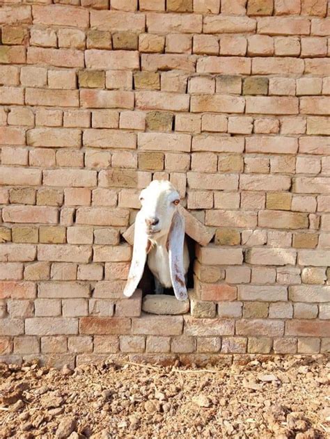 After Zubair S Ex Governor Sindh Alleged Sex Scandal Video More Alleged Videos Of Pakistani