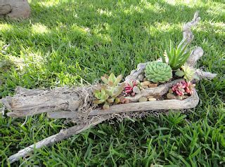 K8 Vision Driftwood Succulent Arrangement