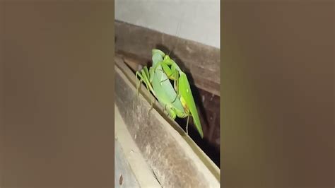 Mantis Sex Praying Mantis Glued Together When Mating Shorts Youtube