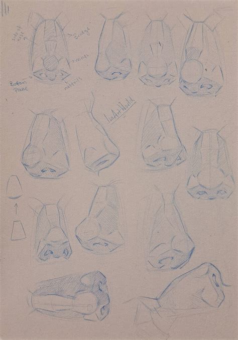 Nose Studies By Isaartworld On Deviantart